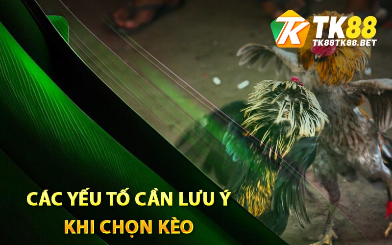 Đá Gà Trực Tiếp - Kinh Nghiệm Chọn Kèo Tốt Từ TK88 3 Các yếu tố cần lưu ý khi chọn kèo