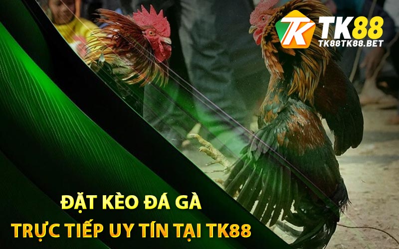Đá Gà Trực Tiếp - Kinh Nghiệm Chọn Kèo Tốt Từ TK88 4 Cách tham gia đặt kèo đá gà trực tiếp uy tín tại TK88