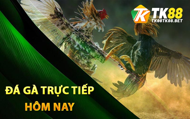 Đá Gà Trực Tiếp - Kinh Nghiệm Chọn Kèo Tốt Từ TK88 1 Đá gà trực tiếp hôm nay