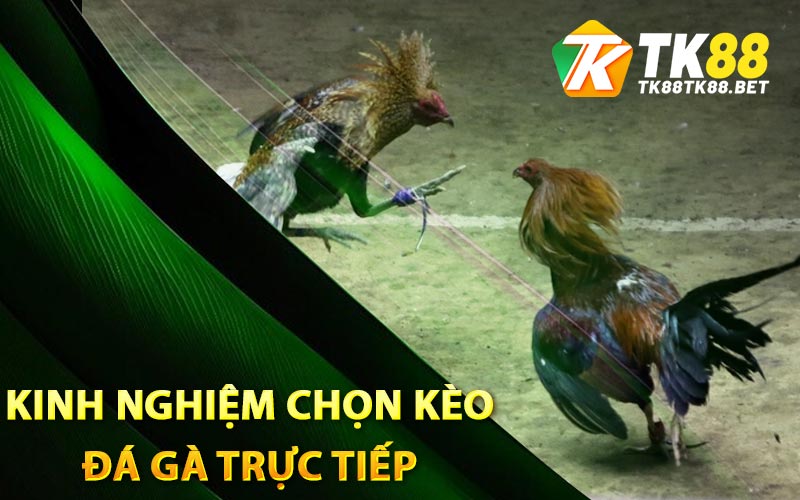 Đá Gà Trực Tiếp - Kinh Nghiệm Chọn Kèo Tốt Từ TK88 2 Kinh nghiệm chọn kèo đá gà trực tiếp